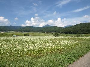 夏の上之段遺跡