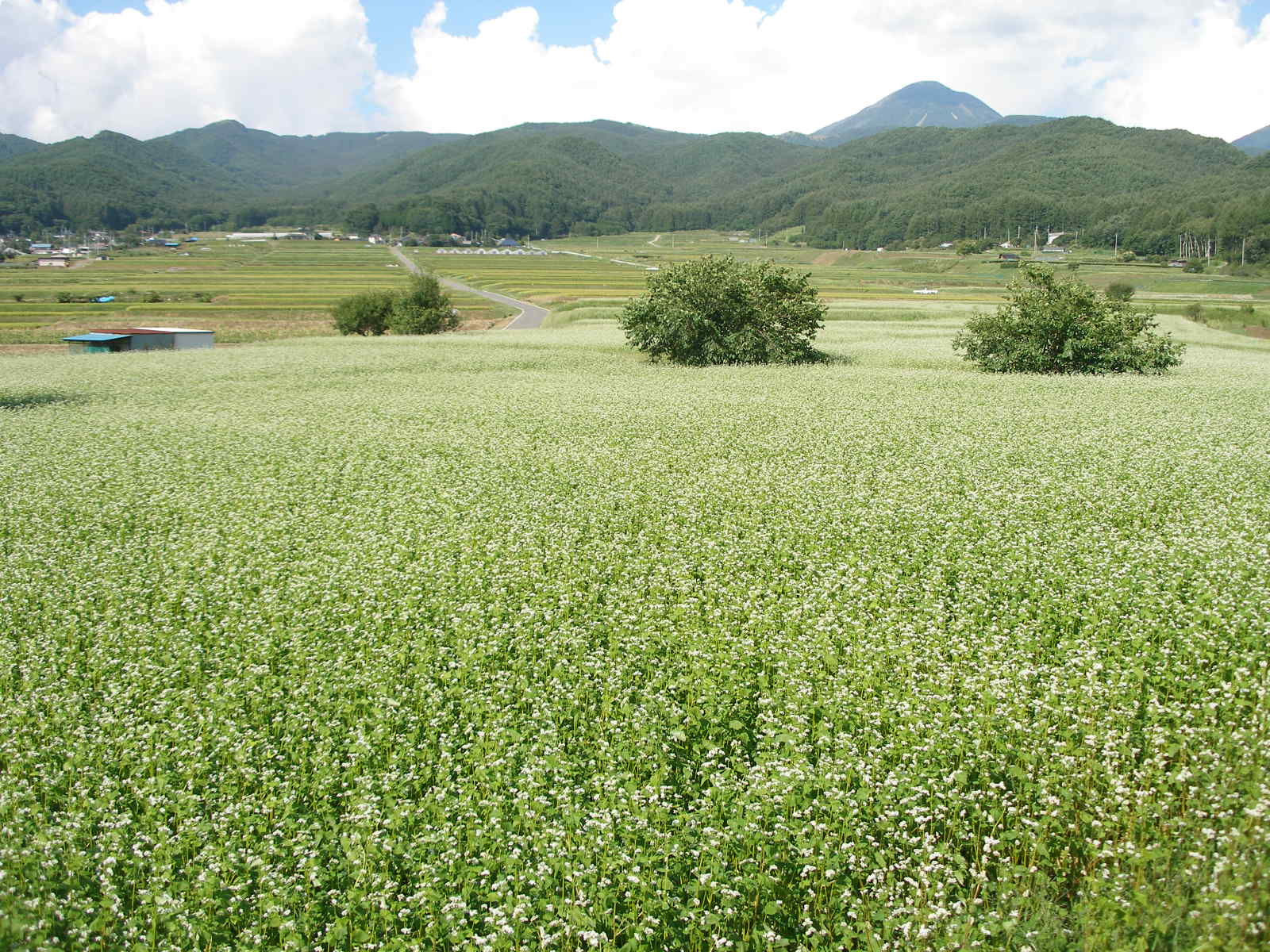 国史跡上之段遺跡から蓼科山を望む