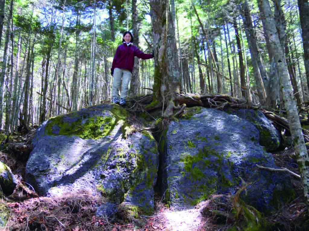 八ヶ岳冷山（つめたやま）の黒曜石露頭