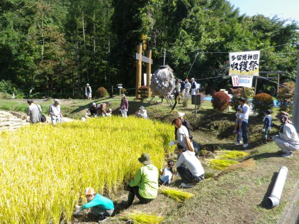 稲刈りから天日干しの画像