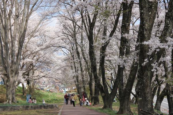 桜の写真