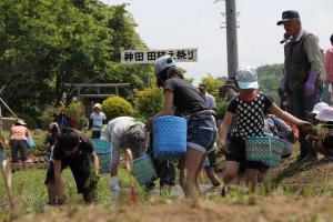 お米作り体験で収穫の喜びに浸る