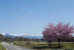 残雪の八ヶ岳と春の桜の写真