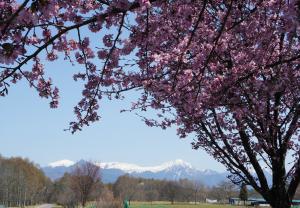 残雪の八ヶ岳と春の桜の木の写真