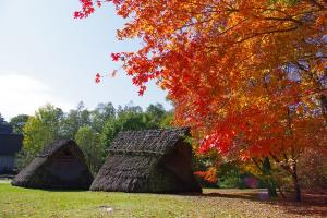 紅葉している木々から復元住居を見る構図の写真