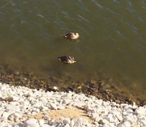 蓼科湖の渡り鳥の画像