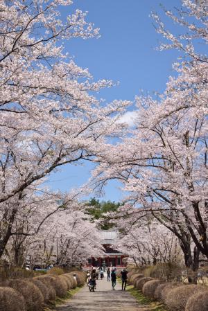 聖光寺の画像