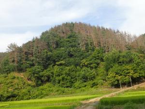 松くい虫被害山林