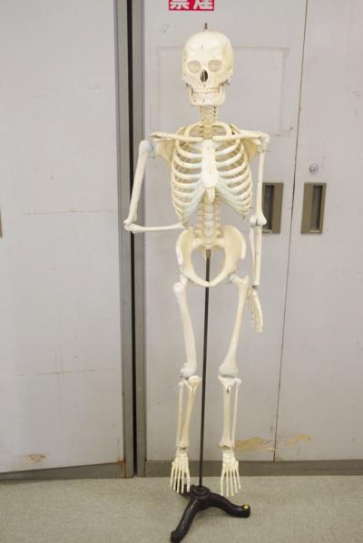 ヒトの骨格模型