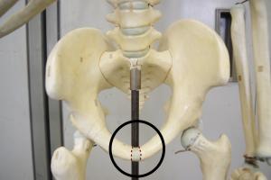 骨格模型の腰の部分の拡大