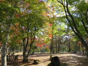 蓼科湖畔の紅葉の様子