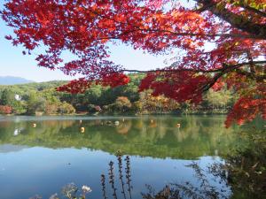 蓼科湖の紅葉の様子