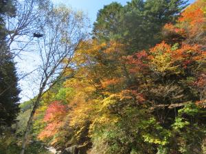 秋のおしどり隠しの滝の周辺の紅葉の様子