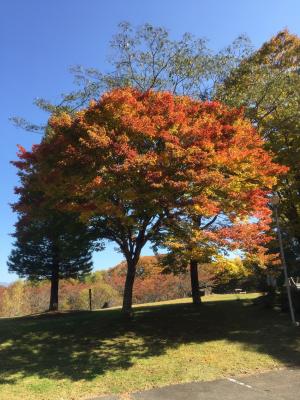 金沢公園の紅葉の様子