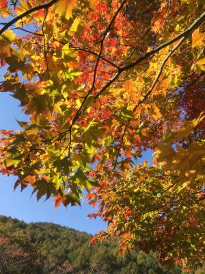 金沢公園の紅葉の様子2