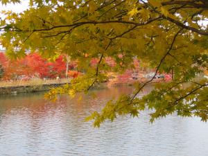 蓼科湖の紅葉の様子