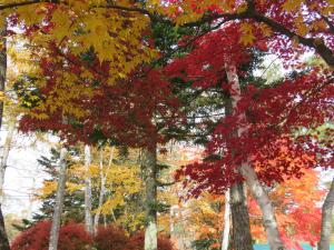 蓼科湖の紅葉の様子2