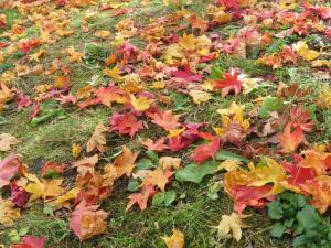 蓼科湖の紅葉の様子