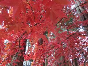 長円寺の紅葉