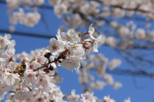 桜の画像