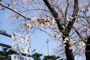 運動公園の桜