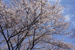 運動公園の桜