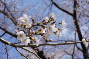 運動公園の桜