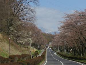 運動公園の桜