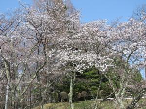 運動公園の桜