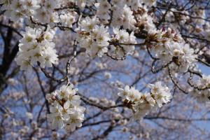 運動公園の桜