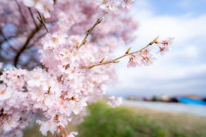 宮川河川敷きの桜