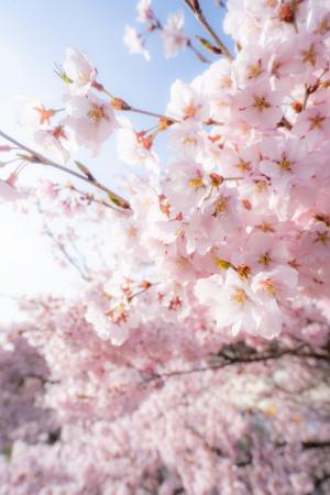 宮川河川敷きの桜