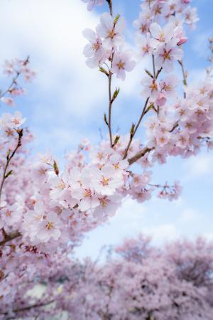 宮川河川敷きの桜