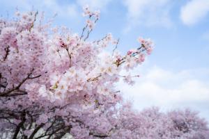 宮川河川敷きの桜