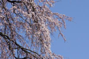 玉川北久保の古御堂の枝垂れ桜
