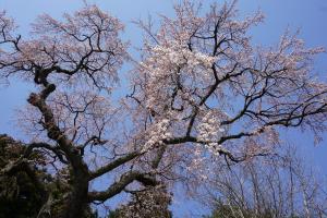 玉川北久保の古御堂の枝垂れ桜