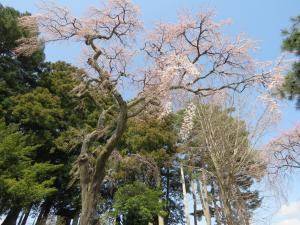 玉川北久保の古御堂の枝垂れ桜