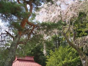 玉川北久保の古御堂の枝垂れ桜