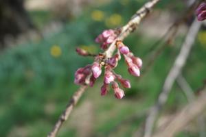 下菅沢の祖霊桜