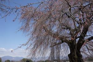 下菅沢の祖霊桜