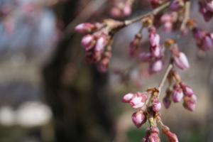 下菅沢の祖霊桜