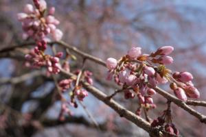 下菅沢の祖霊桜