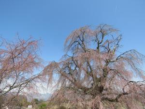 下菅沢の祖霊桜