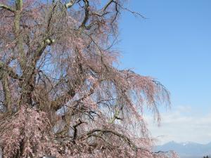 下菅沢の祖霊桜