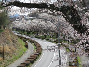 運動公園の桜