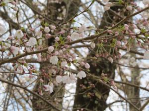 運動公園の桜