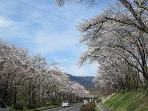 運動公園の桜