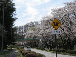 運動公園の桜