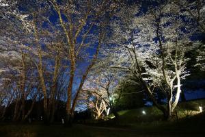 運動公園の夜桜