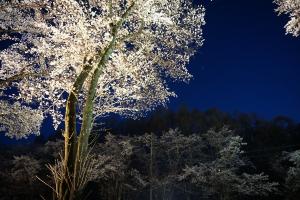 運動公園の夜桜